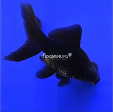 Телескоп черный (М)