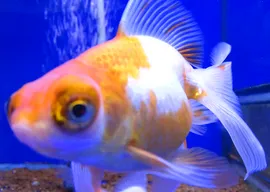 Телескоп красная шапочка Carassius auratus var.